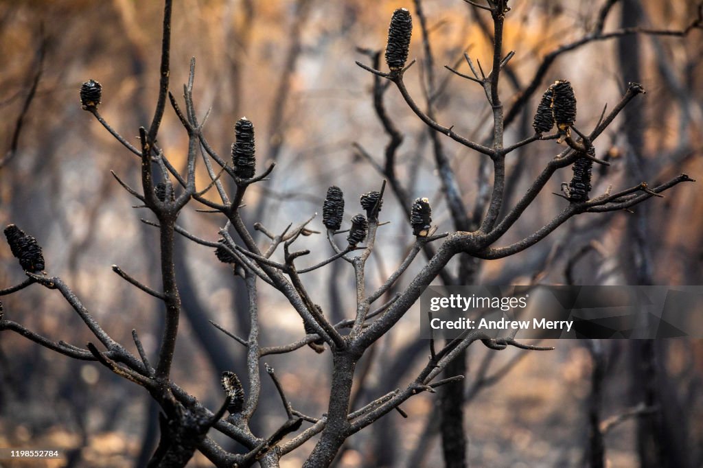 Closeup of burnt Banksia plant after bushfire, forest fire, Blue Mountains, Australia