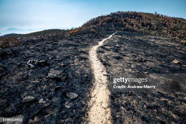 scorched earth with dirt walking track, path through burnt landscape after bushfire, forest fire, australia - australia fires fotografías e imágenes de stock