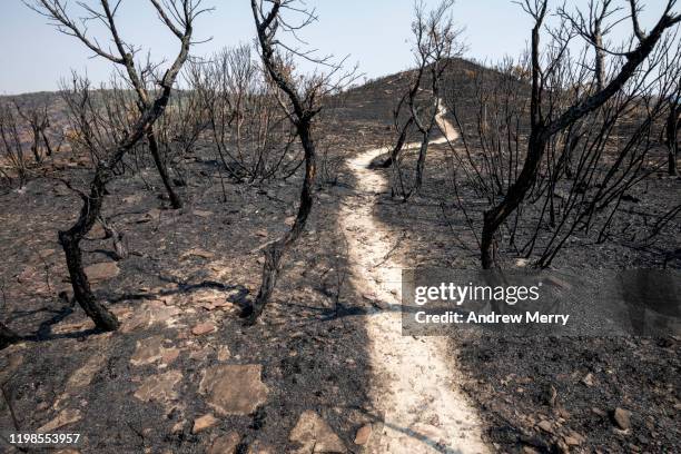 scorched earth with dirt walking track, path through burnt landscape after bushfire, forest fire, australia - nsw bushfires stock-fotos und bilder