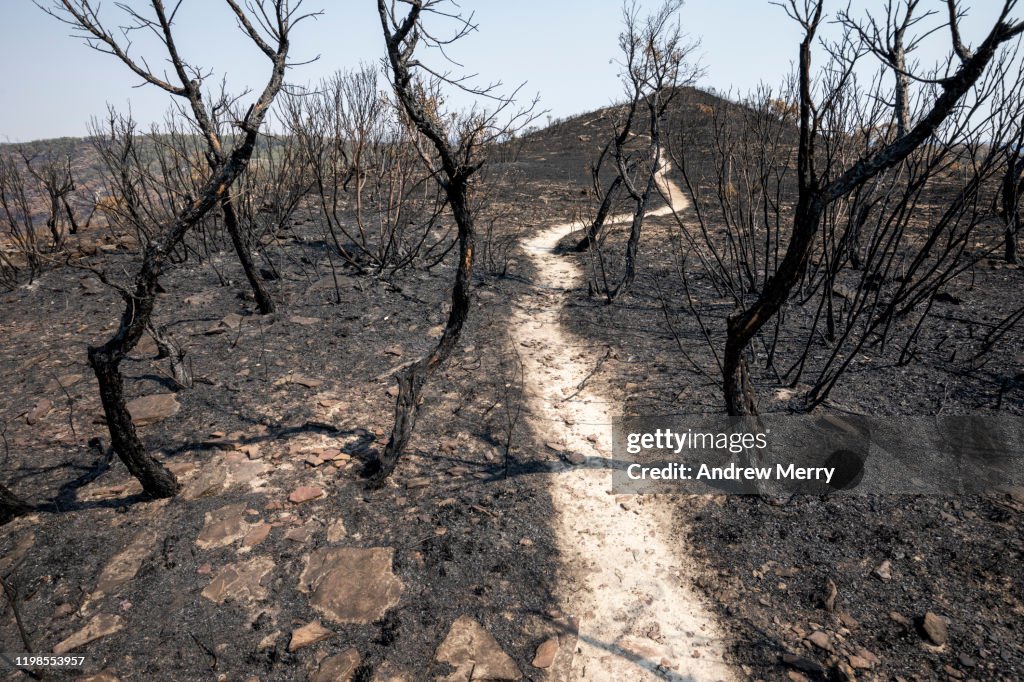 Scorched earth with dirt walking track, path through burnt landscape after bushfire, forest fire, Australia