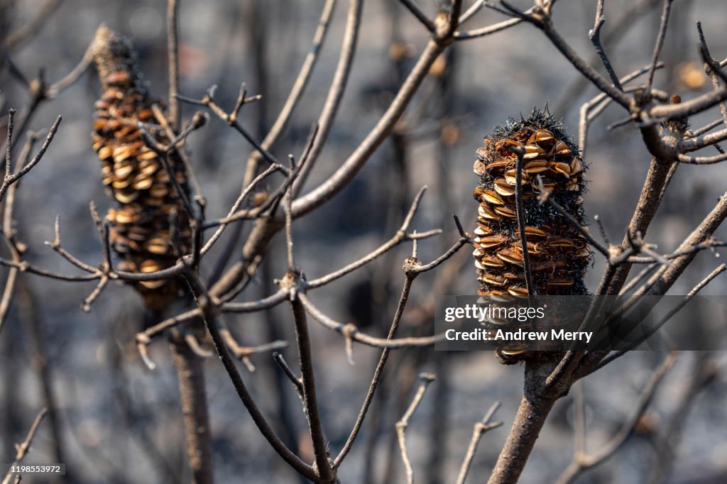 Closeup of burnt Banksia plant with open seed pods after bushfire, forest fire, Blue Mountains, Australia