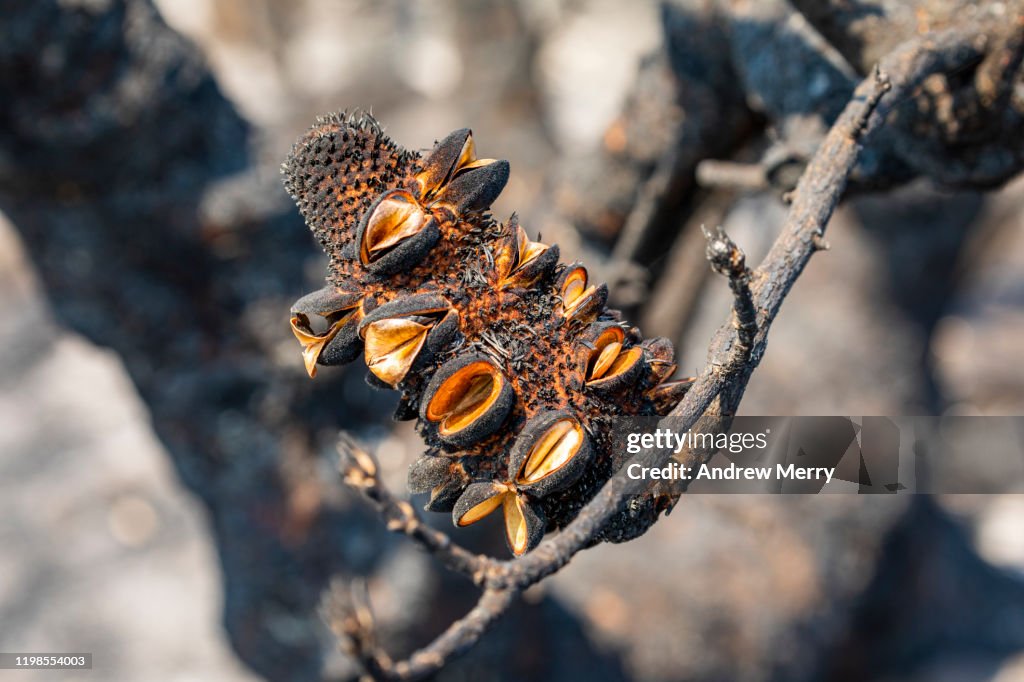 Closeup of burnt Banksia plant with open seed pods after bushfire, forest fire, Blue Mountains, Australia