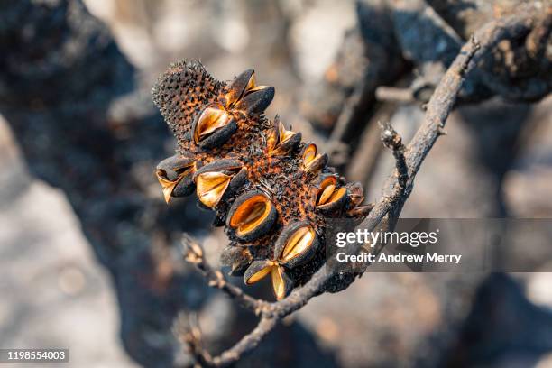 closeup of burnt banksia plant with open seed pods after bushfire, forest fire, blue mountains, australia - climate resilience stock pictures, royalty-free photos & images