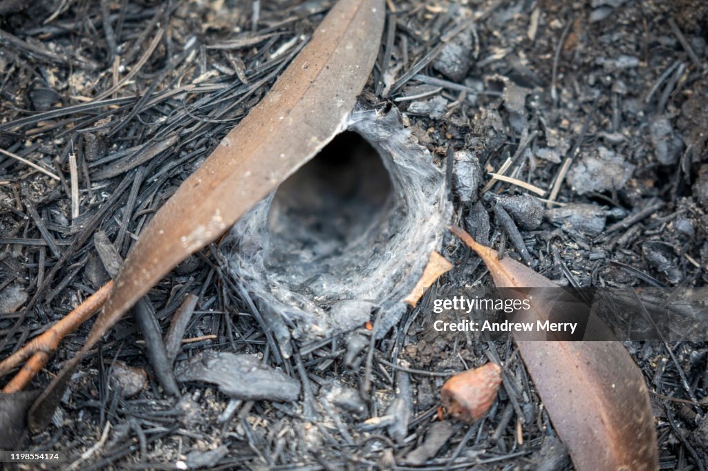 Bushfire Web's Australian Funnelweb Spider Burrow Entrance After A Bushfire Burnt The ...