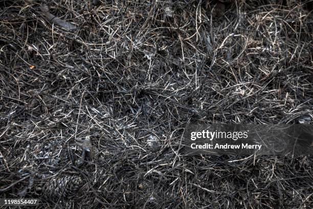 burnt forest floor undergrowth with grass and ash, forest fire, bushfire in australia - forest floor fotografías e imágenes de stock