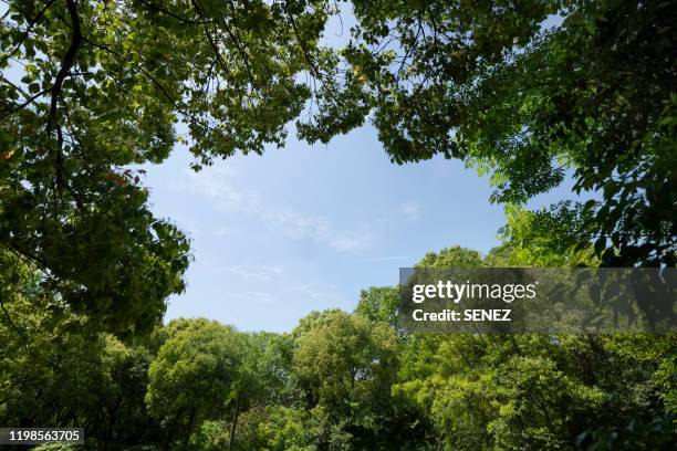 sky through an tree canopy - tree canopy stock pictures, royalty-free photos & images