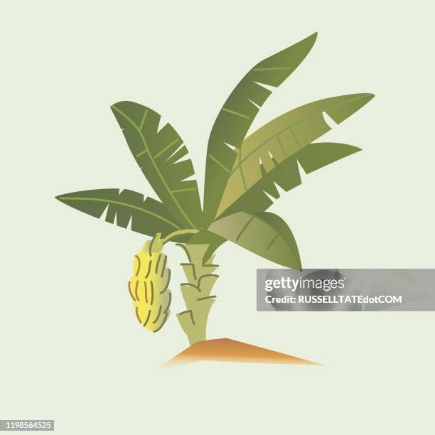 ilustraciones, imágenes clip art, dibujos animados e iconos de stock de banano - arbol platano