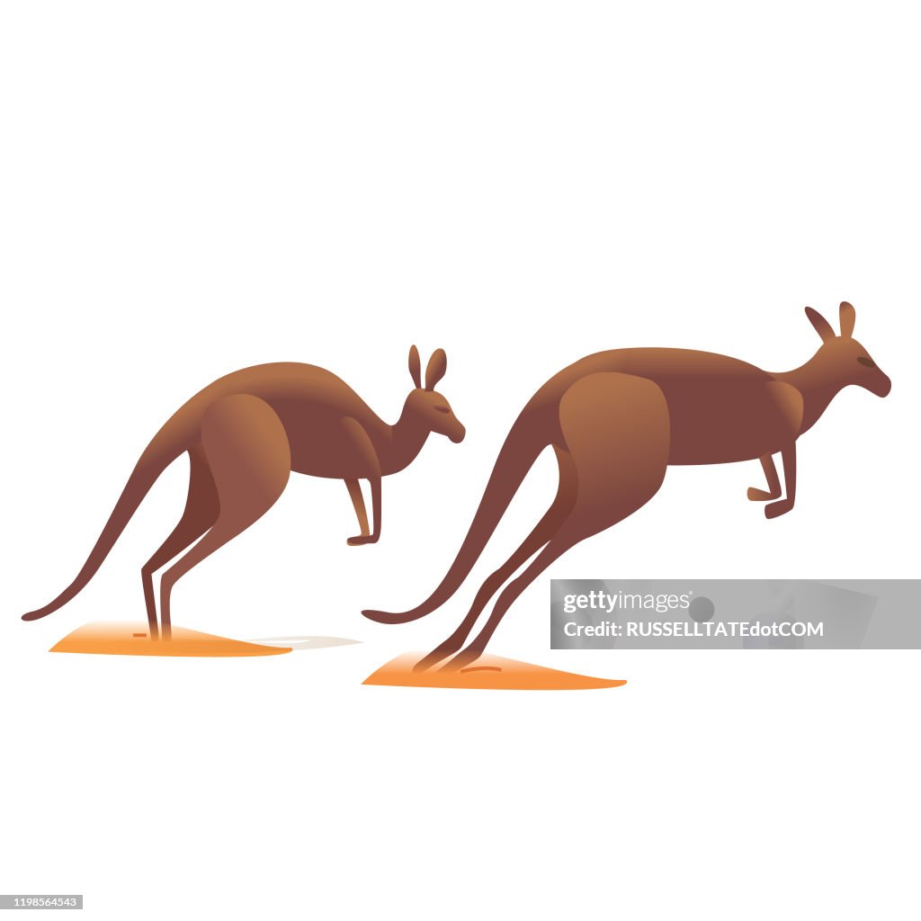 Kangaroos