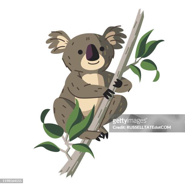 stockillustraties, clipart, cartoons en iconen met koala - koala