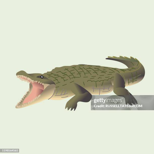 croc - echte krokodile stock-grafiken, -clipart, -cartoons und -symbole
