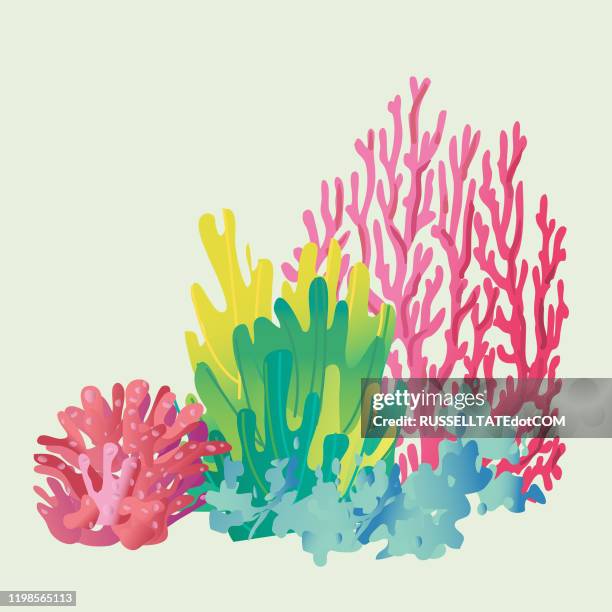 coral - scuba diver coral stock illustrations