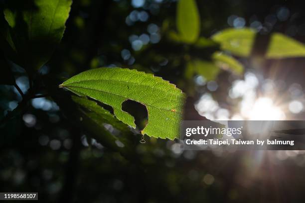 樹葉 - 台北市 stockfoto's en -beelden