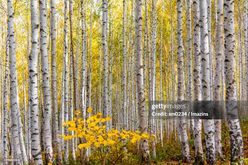 Birch Tree Forest In Inje South Korea High-Res Stock Photo - Getty Images