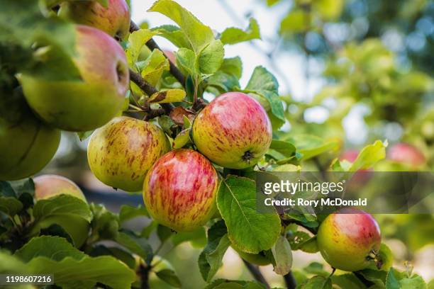 ripe apples on apple tree in an orchard - pomar fotografías e imágenes de stock