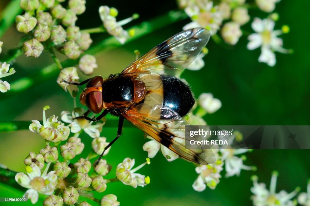 Volucella pellucens