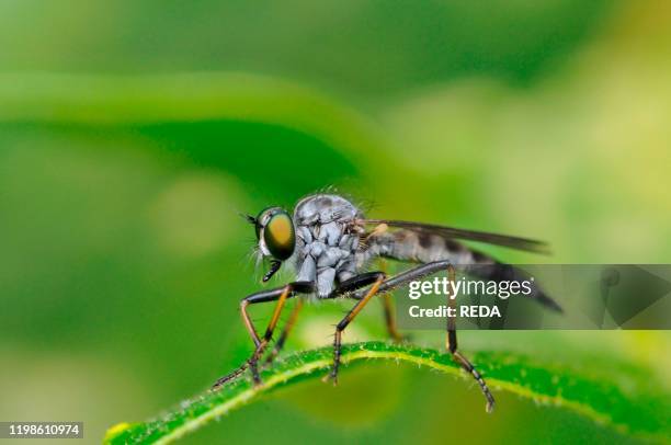 Awl Fly 292 Robberfly Stock Photos, High-Res Pictures, and Images - Getty Images
