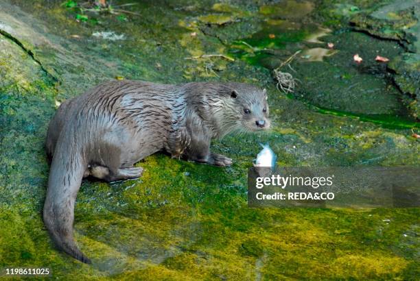 Lutra lutra. European Otter.