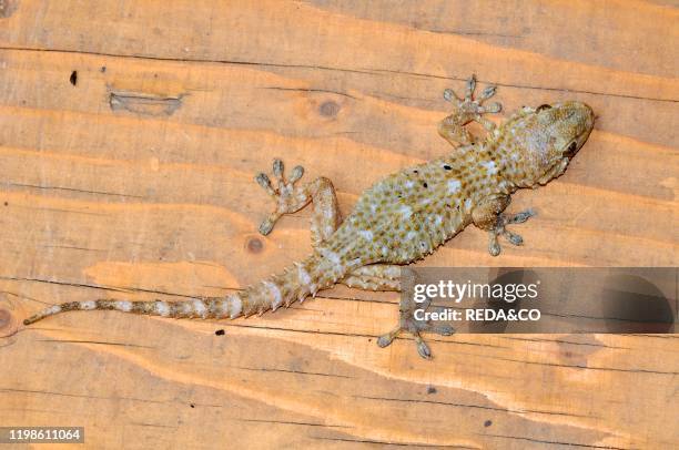 Tarentola mauritanica. Gecko.