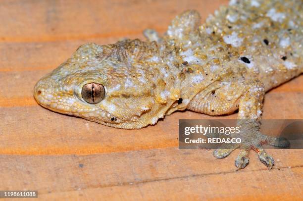 Tarentola mauritanica. Gecko.