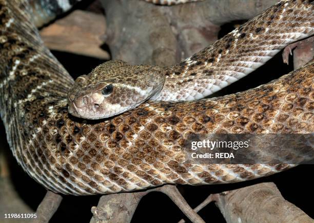 C. Atrox 378 Crotalus Atrox Stock Photos, High-Res Pictures, and Images - Getty ...