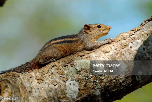 Funambulus Funambulus Palmarum Photos and Premium High Res Pictures - Getty Images