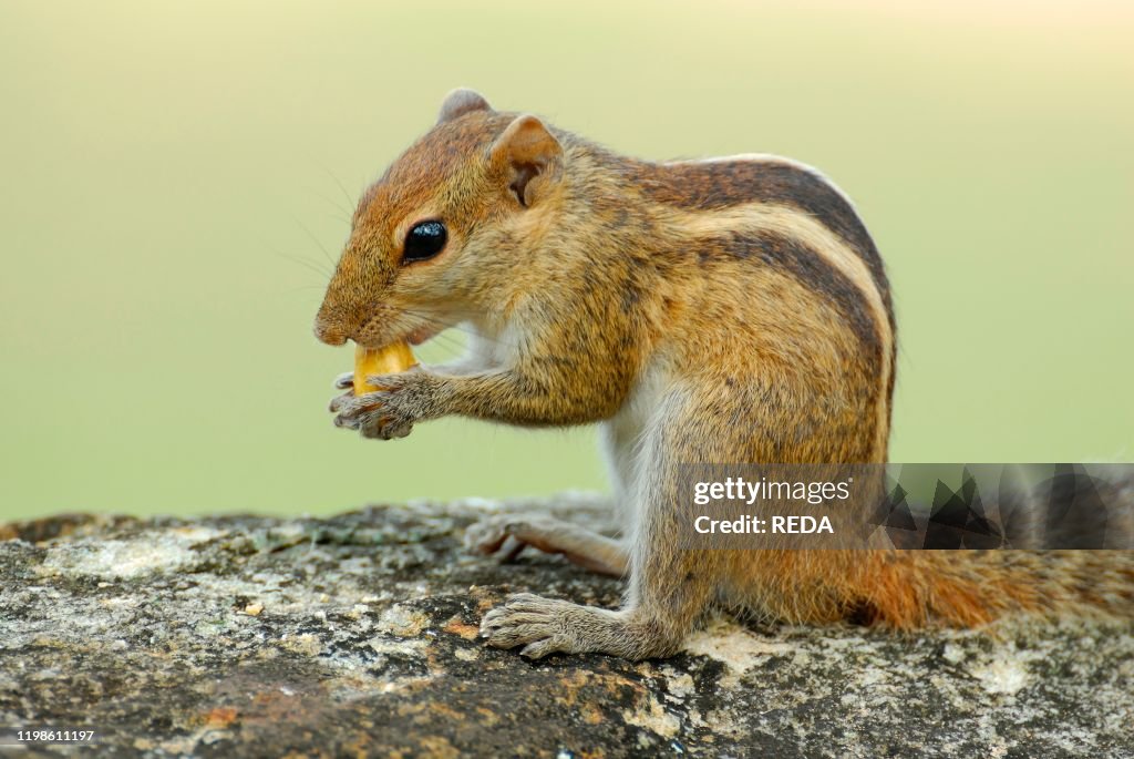 Funambulus Indian Palm Squirre or Three-Striped Palm Squirrel. Funambulus... News ...