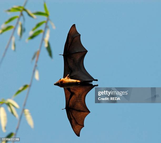 Flying Fox Native 2,678 Flying Fox Stock Photos, High-Res Pictures, and Images - Getty Images