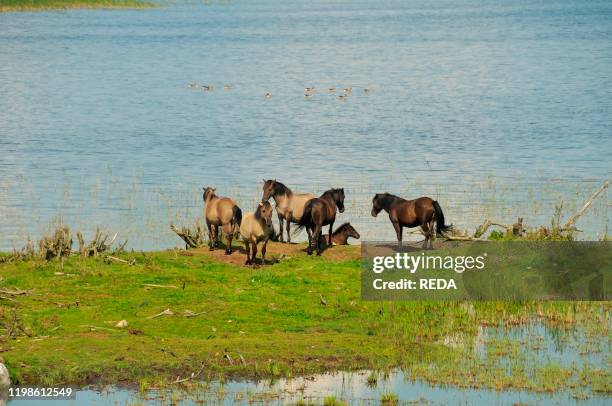 21 Lake Engure Nature Park Stock Photos, HighRes Pictures, and Images