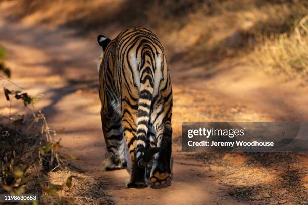 Rear Paw Photos and Premium High Res Pictures - Getty Images