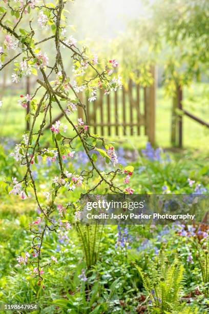 pretty english spring garden with rustic wooden gate, apple blossom flowers and bluebells - apfelbaum blüte stock-fotos und bilder