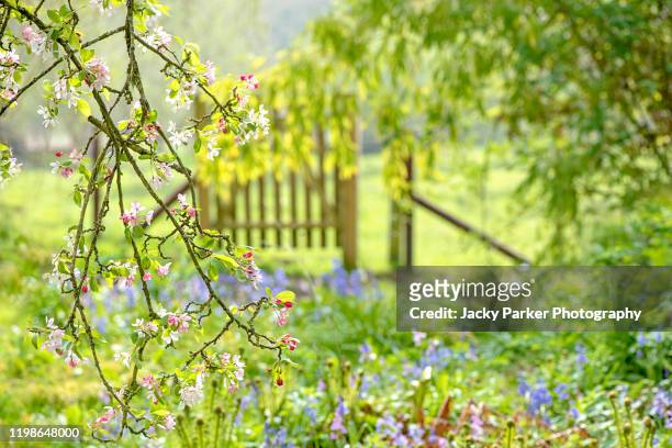 pretty english spring garden with rustic wooden gate, apple blossom flowers and bluebells - springtime garden stock pictures, royalty-free photos & images