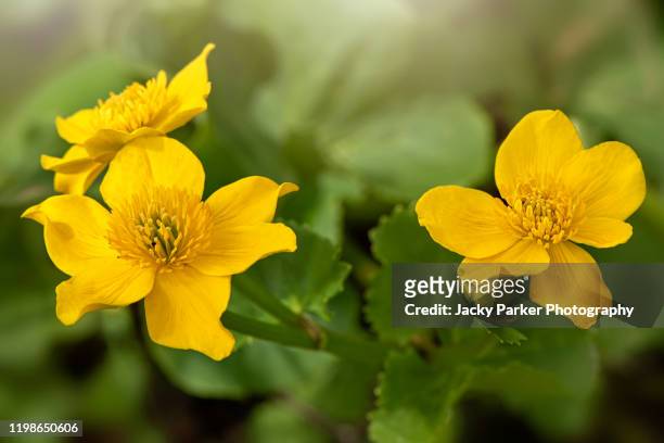 close-up image of the spring flowering buttercup-yellow flowers of caltha palustris, known as marsh-marigold and kingcup - hahnenfuß stock-fotos und bilder