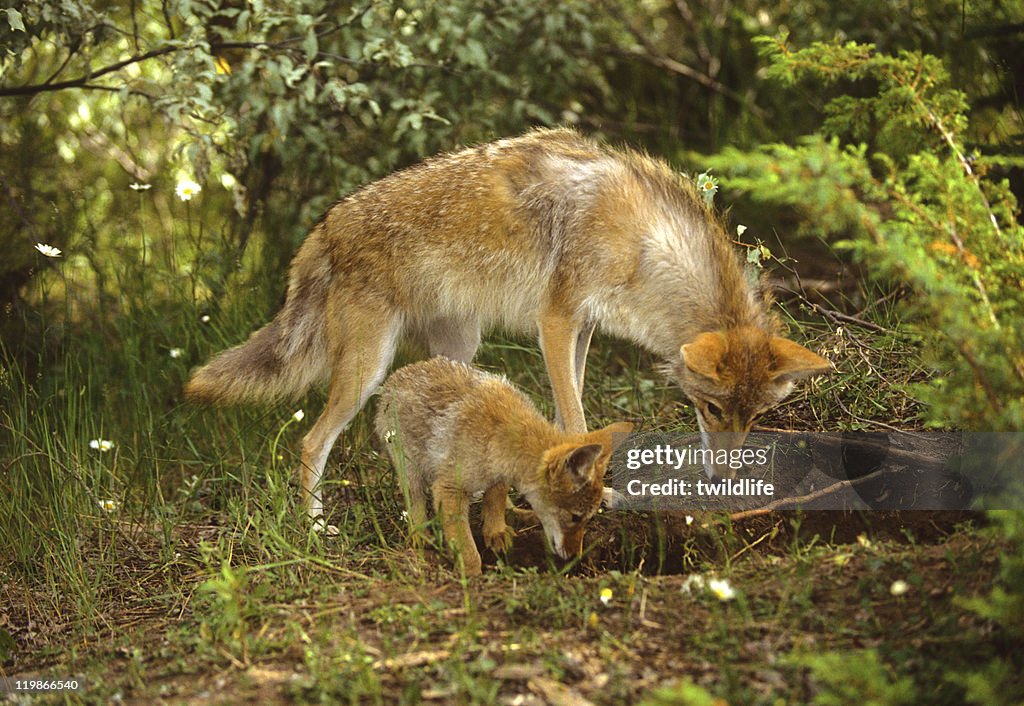 Coyote Female and Pup at Den