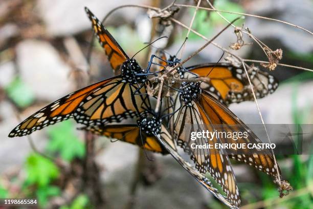 Monarch butterfly is pictured at the Sanctuary of El Rosario, Ocampo municipality, Michoacan state, Mexico, on February 3, 2020. - The body of Raul...