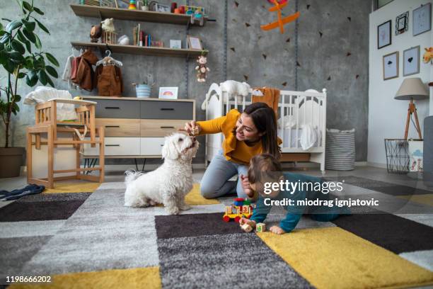 mutter, sohn und maltesischer hund spielen mit spielzeugblöcken auf teppich - baby hund innenaufnahme stock-fotos und bilder