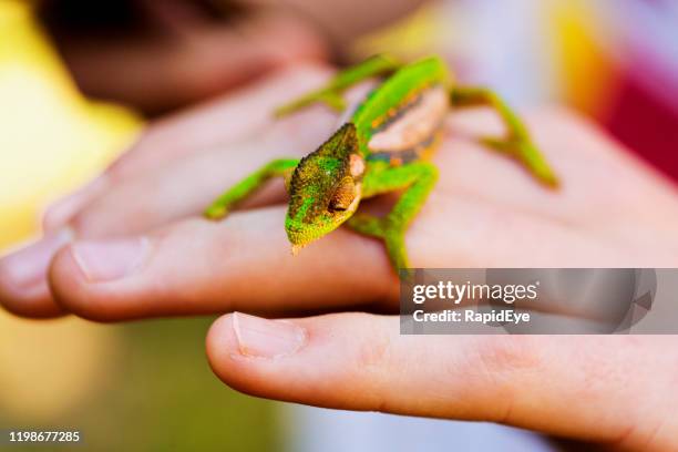 cape dwarf chameleon on child's hand - chameleon changing colour stock pictures, royalty-free photos & images