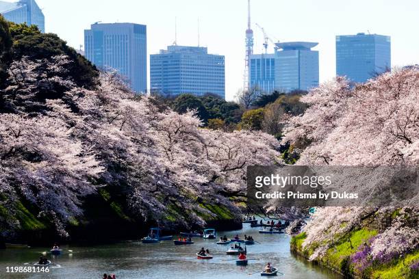Japan, Honshu, Tokyo, Kudanshita, Chidori-ga-fuchi, Imperial Palace Moat , Cherry Blossom and People Boating with City Skyline in Rear, 30075417.
