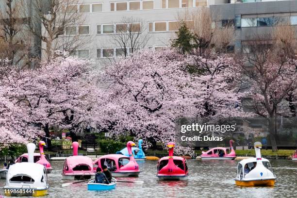 Japan, Honshu, Tokyo, Ueno, Ueno Park, Shinobazu Pond, People Boating, 30075485.