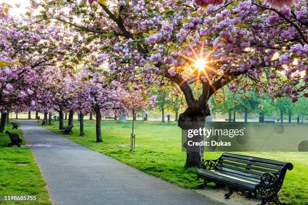 England, London, Greenwich, Greenwich Park, Cherry Blossom, 30075234.