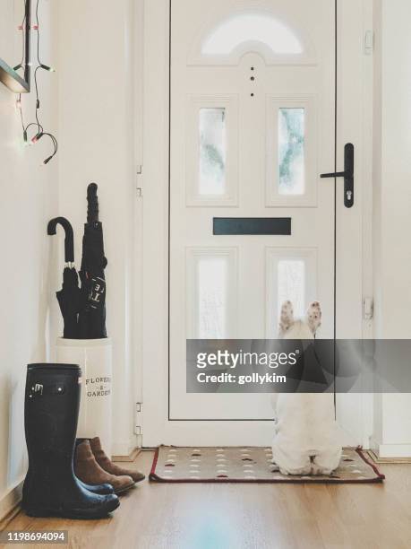 franse bulldog wacht geduldig voor postman door de voordeur - entrance stockfoto's en -beelden