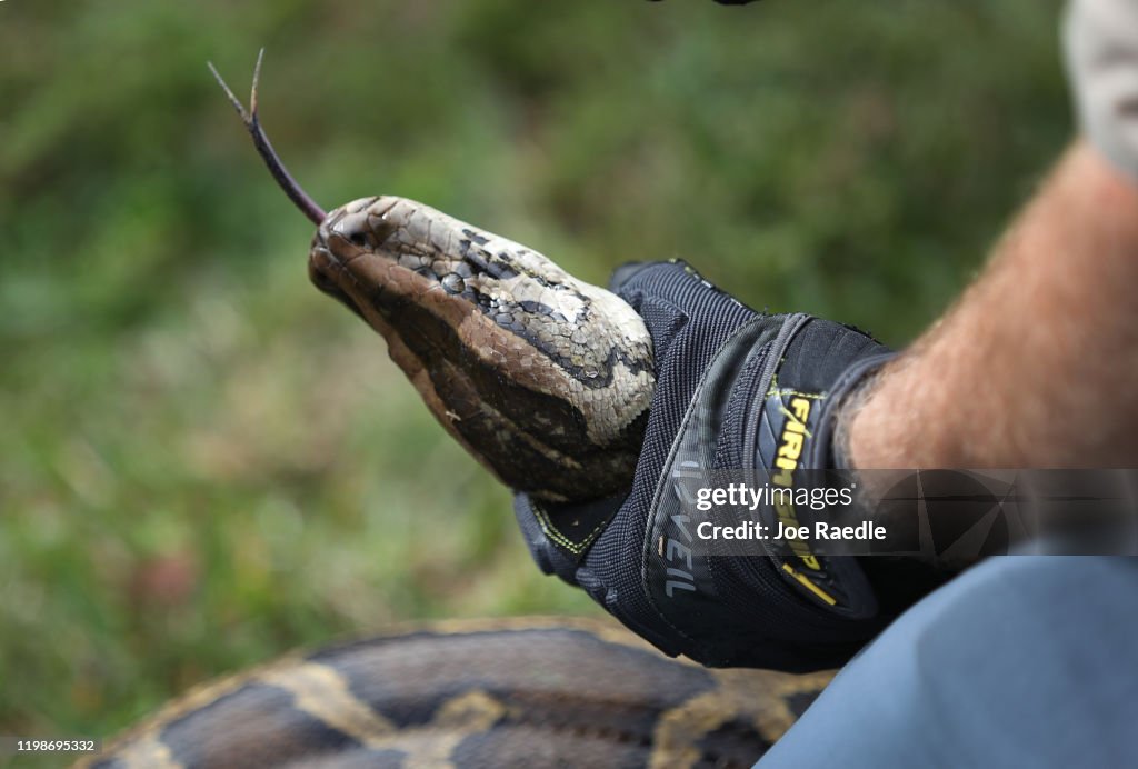 Python Bowl Robert Edman, with the Florida Fish and Wildlife Conservation... News ...