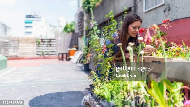 young woman smelling flowers on a rooftop garden - buenos aires rooftop stock pictures, royalty-free photos & images