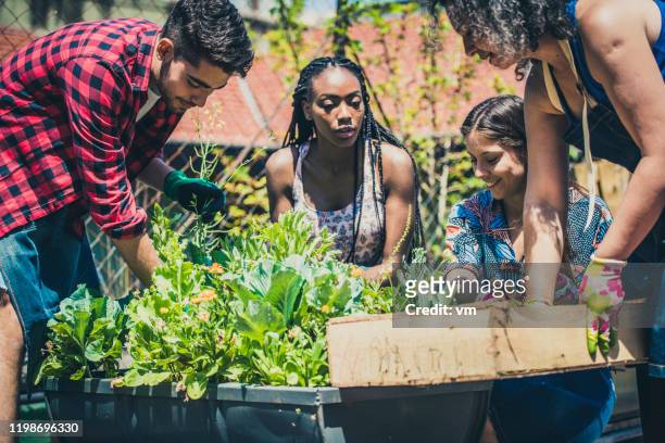 young people learning urban gardening - community stock pictures, royalty-free photos & images