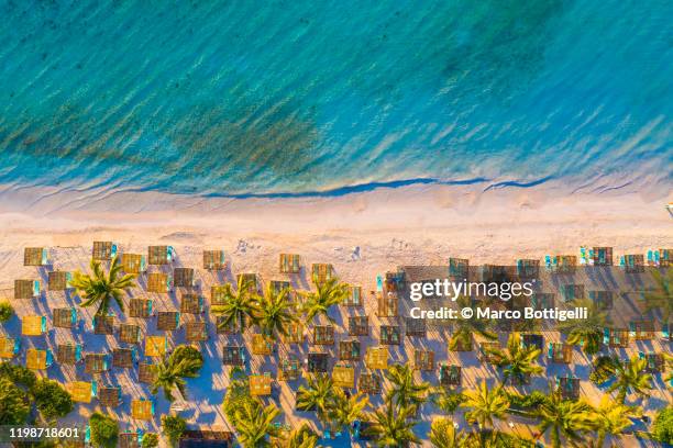 palm trees and beach loungers at akumal beach, mexico - imperial system fotografías e imágenes de stock