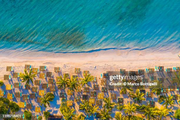 palm trees and beach loungers at akumal beach, mexico - tulum foto e immagini stock
