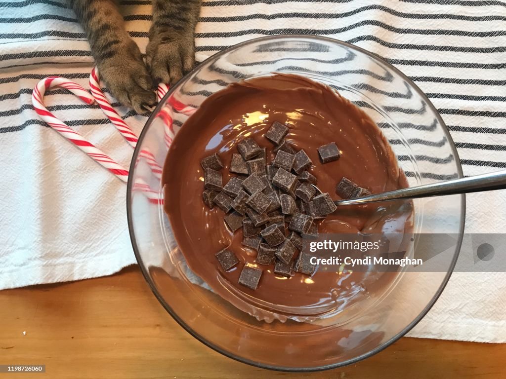 Making Peppermint Bark with a Tabby Cat