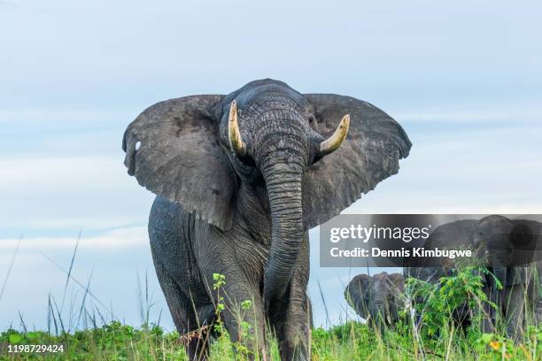 african bush elephants (loxodonta africana). - murchison falls national park stock pictures, royalty-free photos & images