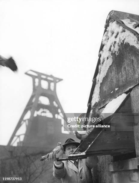 Ein Bergmann kümmert sich in der Freizeit um seine Tauben, aufgenommen 1959. Das Züchten von Tauben ist untrennbar mit den Kumpel im Ruhrgebiet...