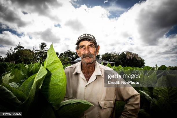 Portrait of worker on an tobacco factory in Reparto Conchita, Cuba, on January 18, 2020. Vinales is a small town and municipality in the...