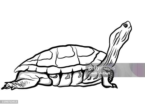 turtle looking up - turtle sketch stock illustrations